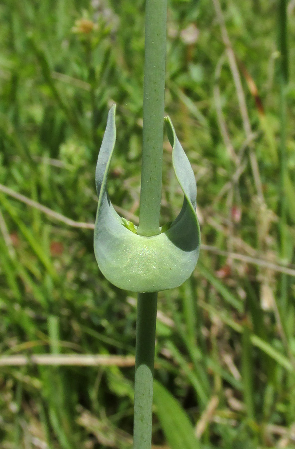 Изображение особи Blackstonia perfoliata.