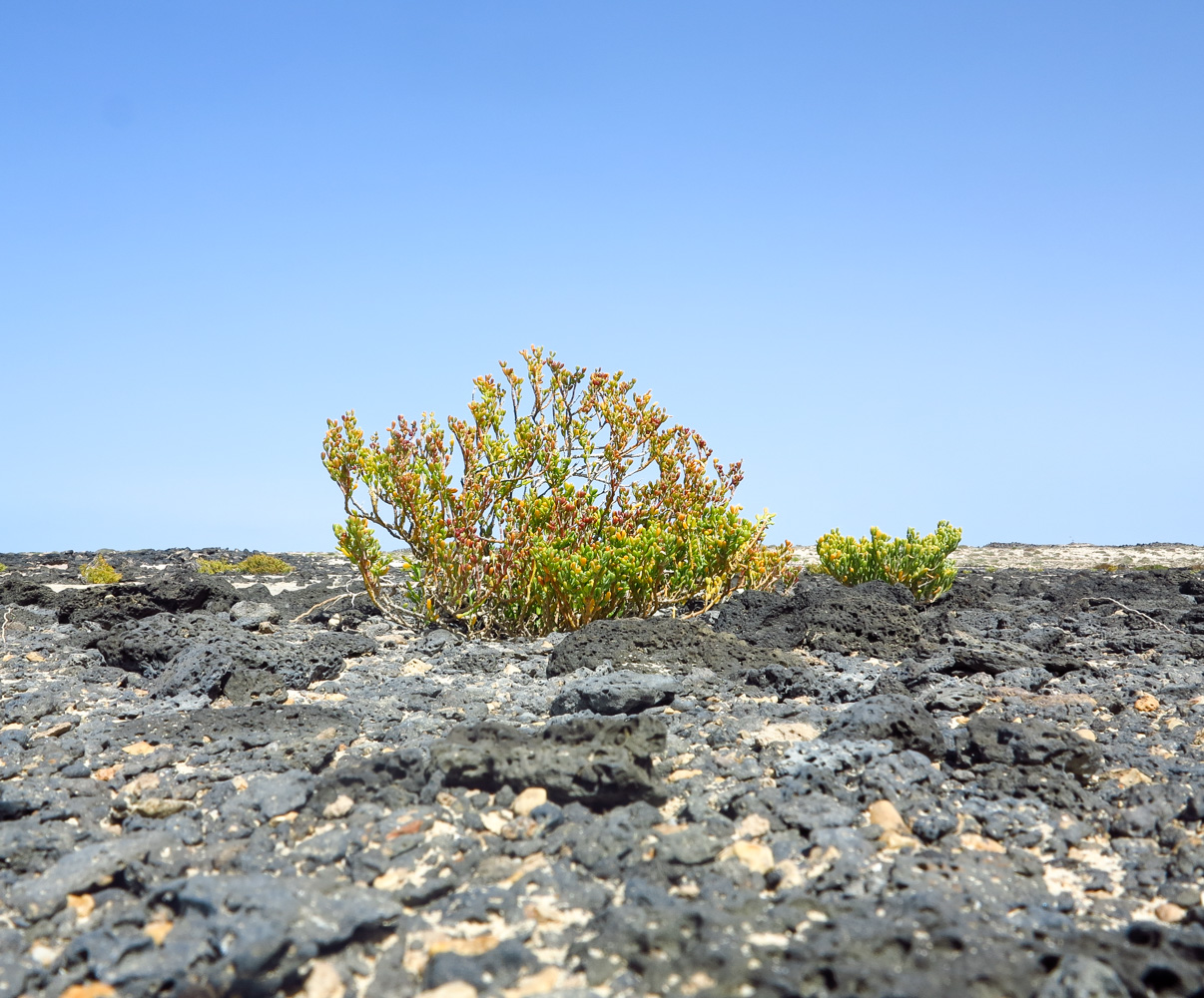 Image of Tetraena fontanesii specimen.