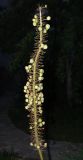 Eremurus robustus