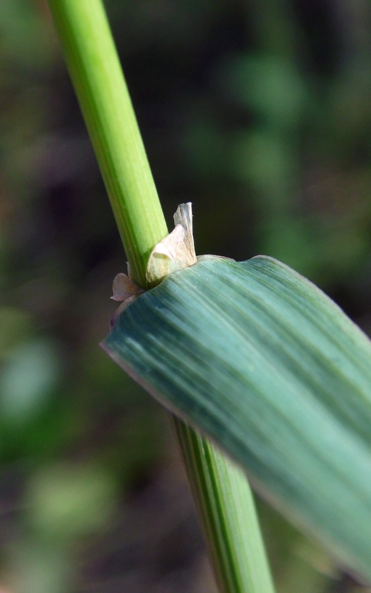 Изображение особи Phleum pratense.