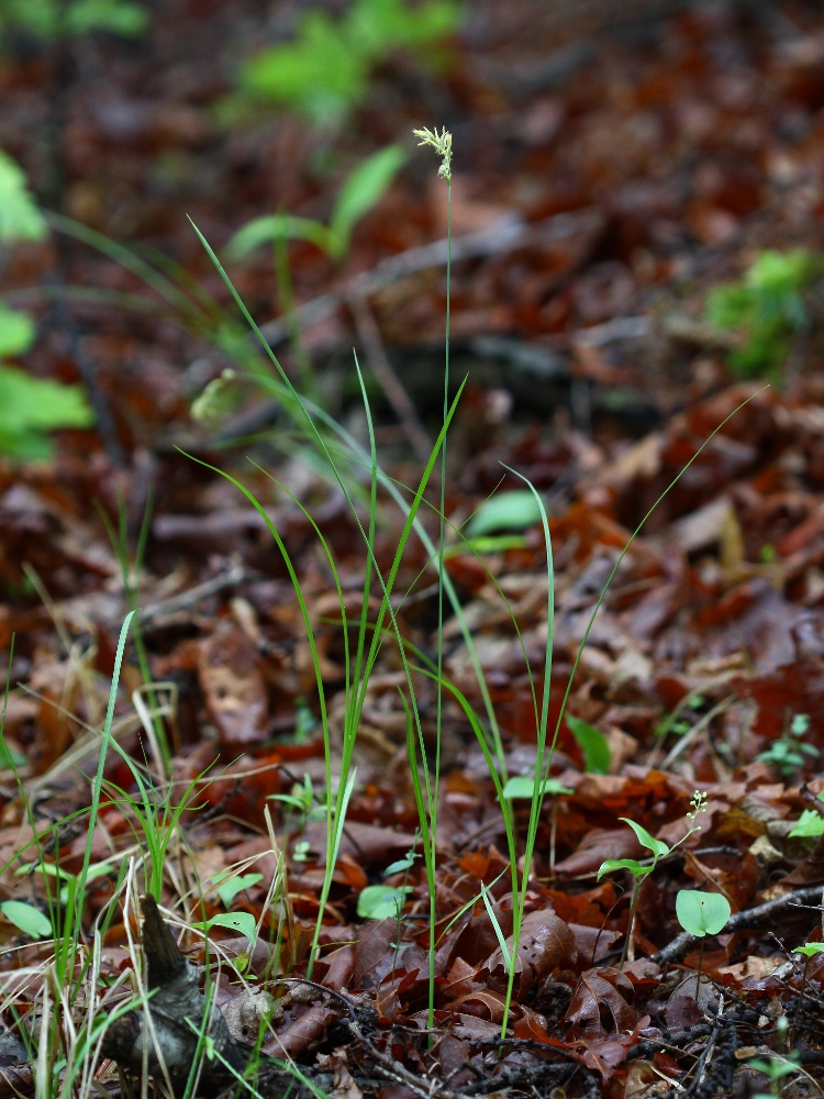 Image of Carex pallida specimen.