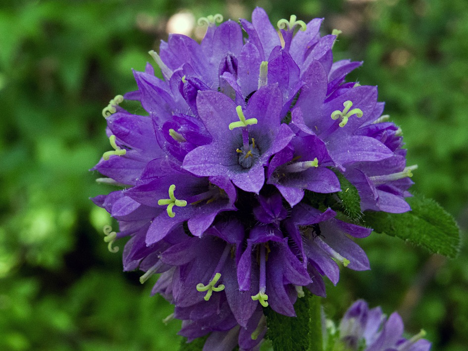 Image of Campanula cervicaria specimen.