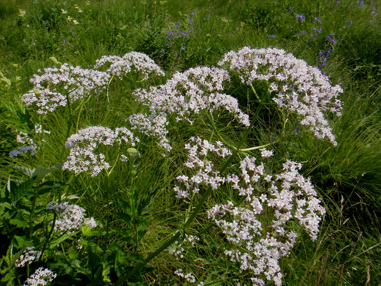 Image of genus Valeriana specimen.