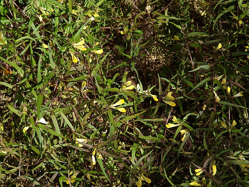 Image of Melampyrum pratense ssp. hians specimen.