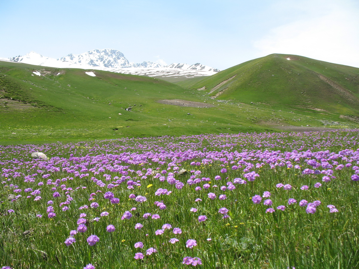 цветы в киргизии