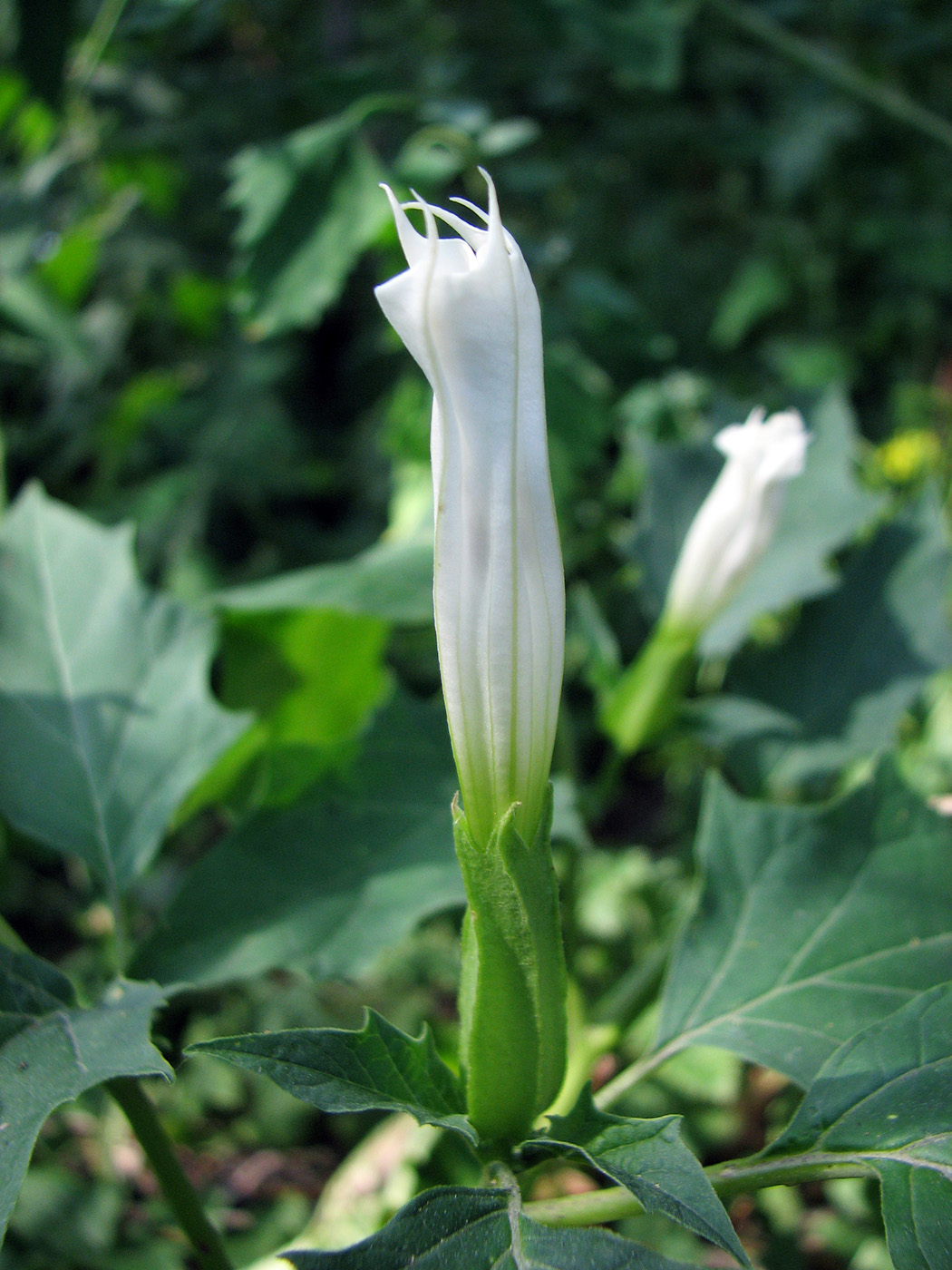 Image of Datura stramonium specimen.