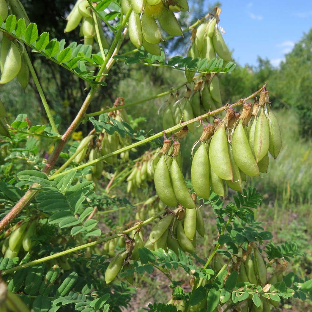 Изображение особи Astragalus propinquus.