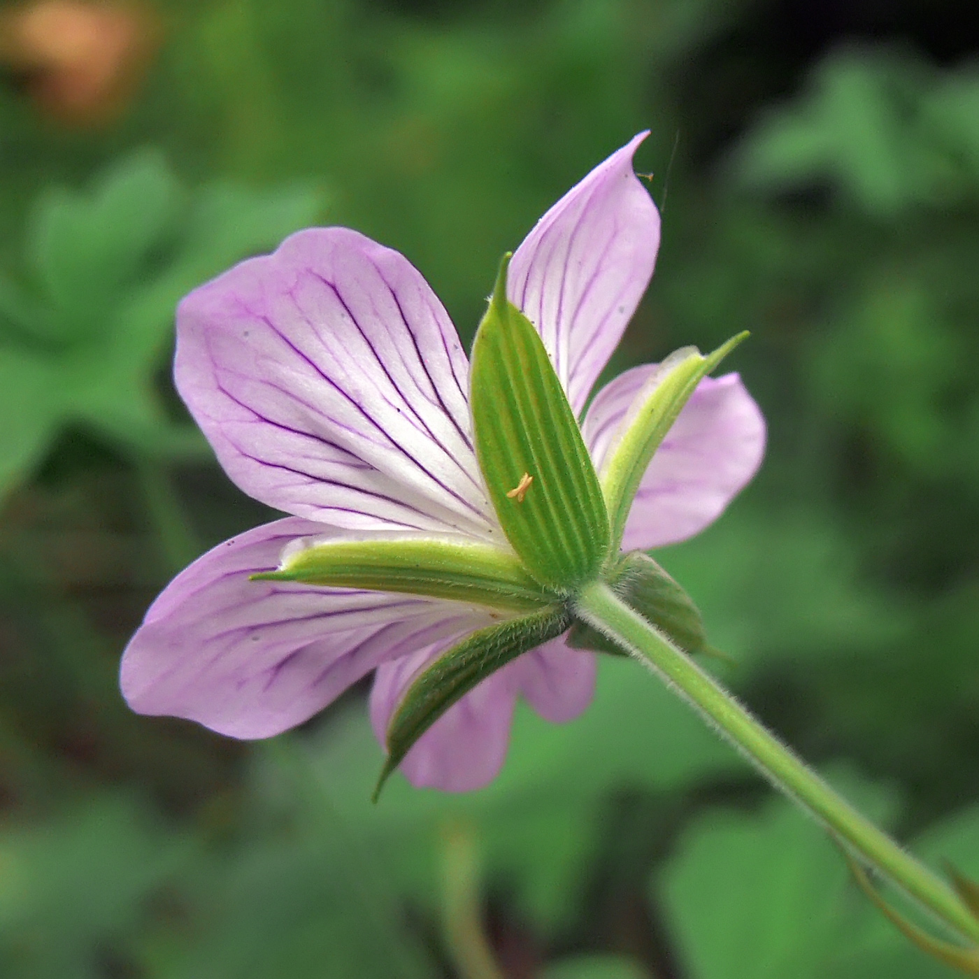 Изображение особи Geranium wlassovianum.