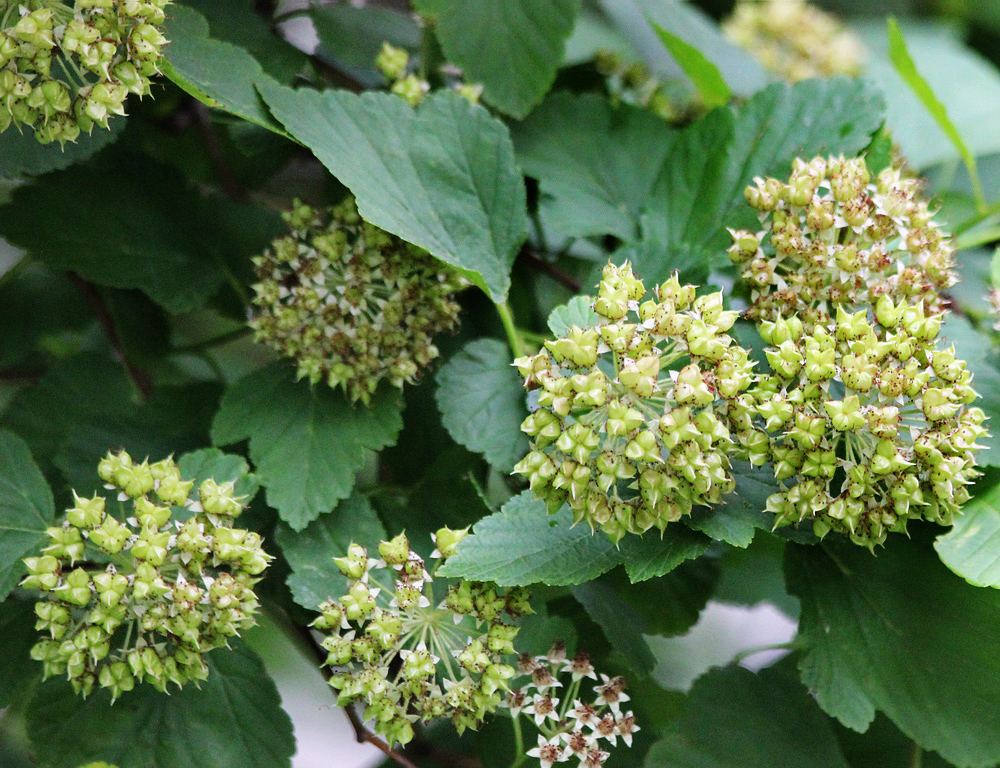 Image of Physocarpus opulifolius specimen.