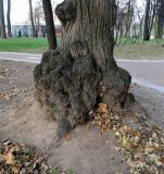 Tilia × europaea. Нижняя часть ствола с каповыми наростами. Москва, Царицыно, парк музея-заповедника, в культуре. 01.11.2015.