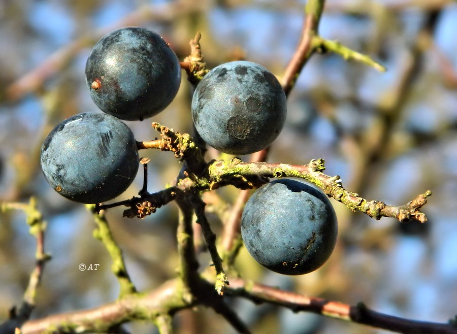 Image of Prunus &times; fruticans specimen.