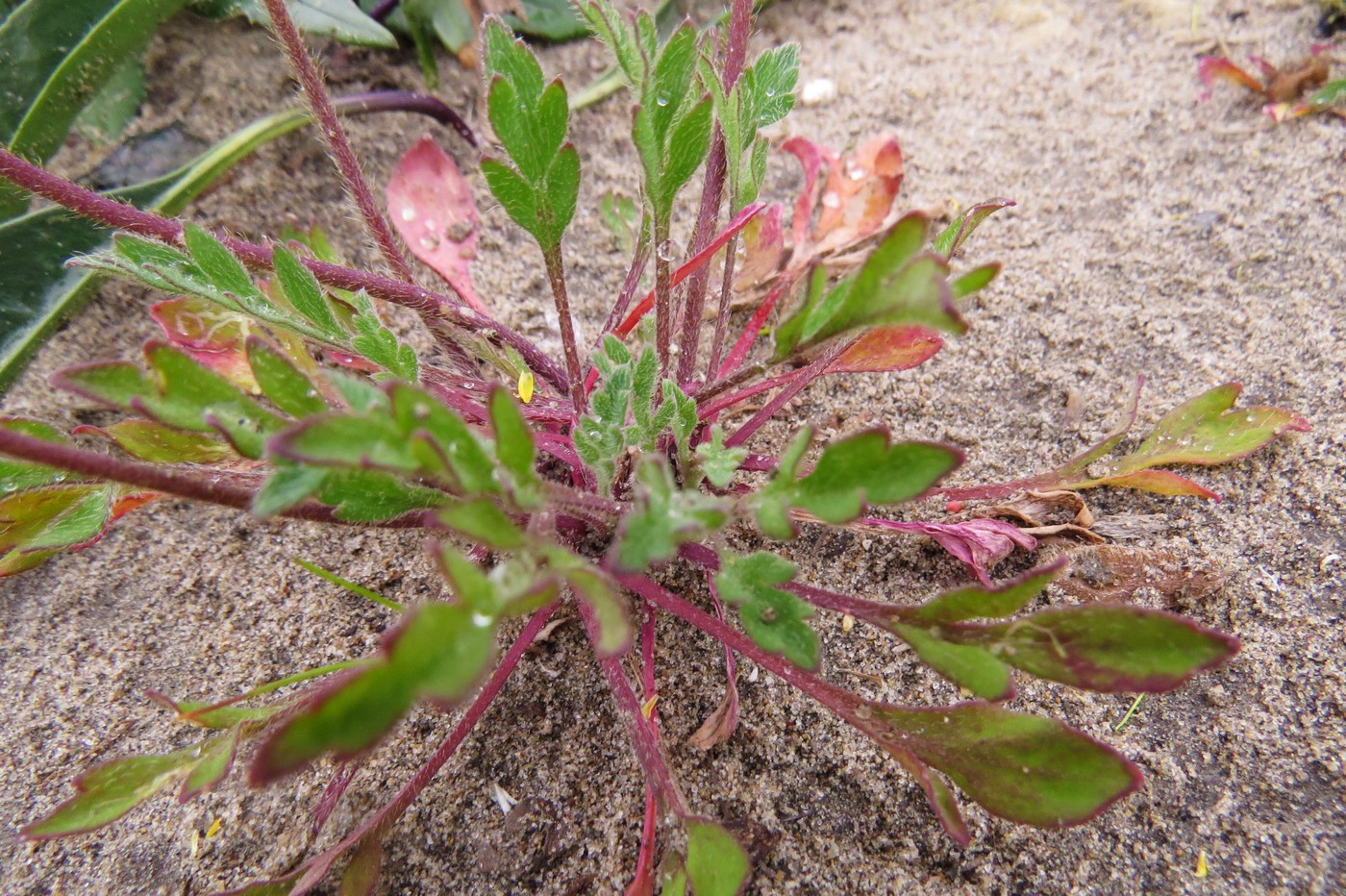 Изображение особи Papaver czekanowskii.