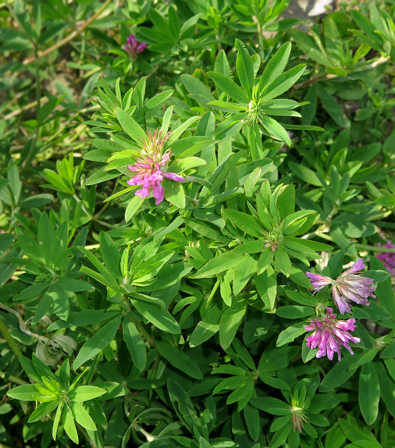 Image of Trifolium lupinaster specimen.