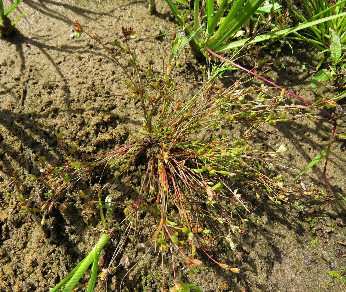 Изображение особи Juncus nastanthus.