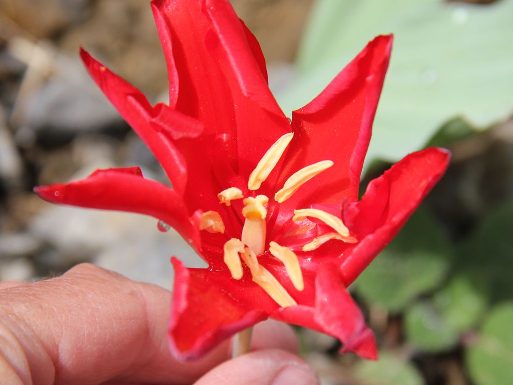 Image of Tulipa butkovii specimen.