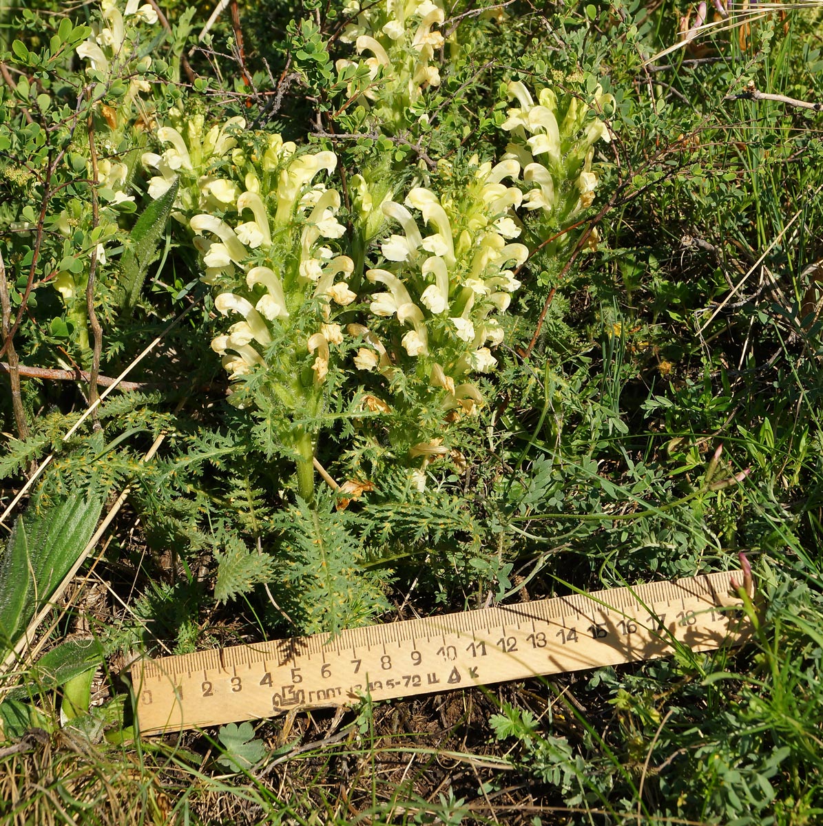 Image of Pedicularis physocalyx specimen.