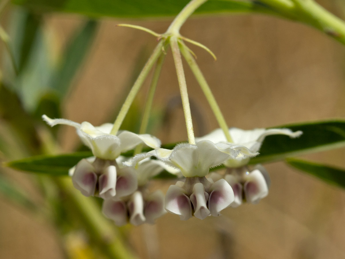 Изображение особи Gomphocarpus physocarpus.