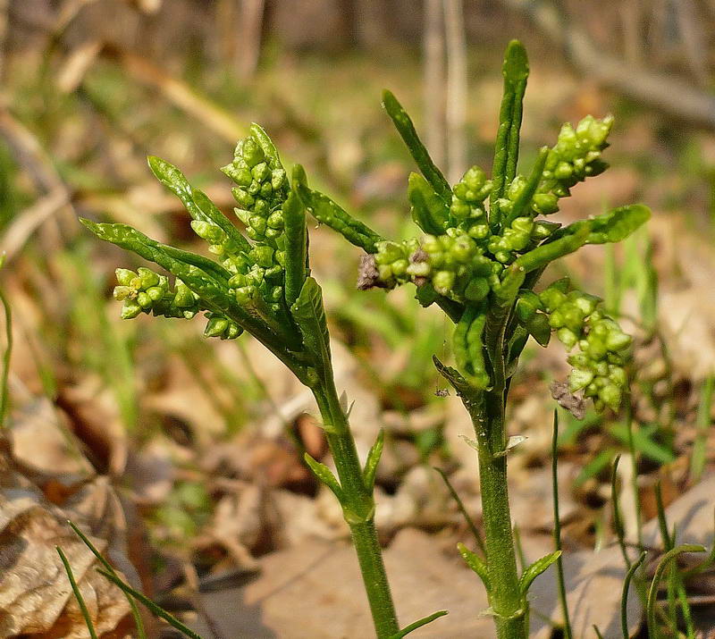 Image of Mercurialis perennis specimen.