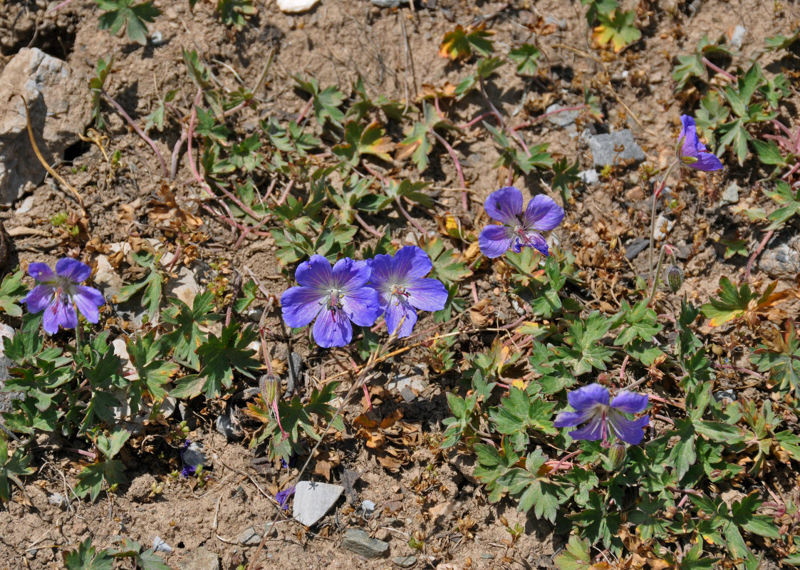 Изображение особи Geranium regelii.