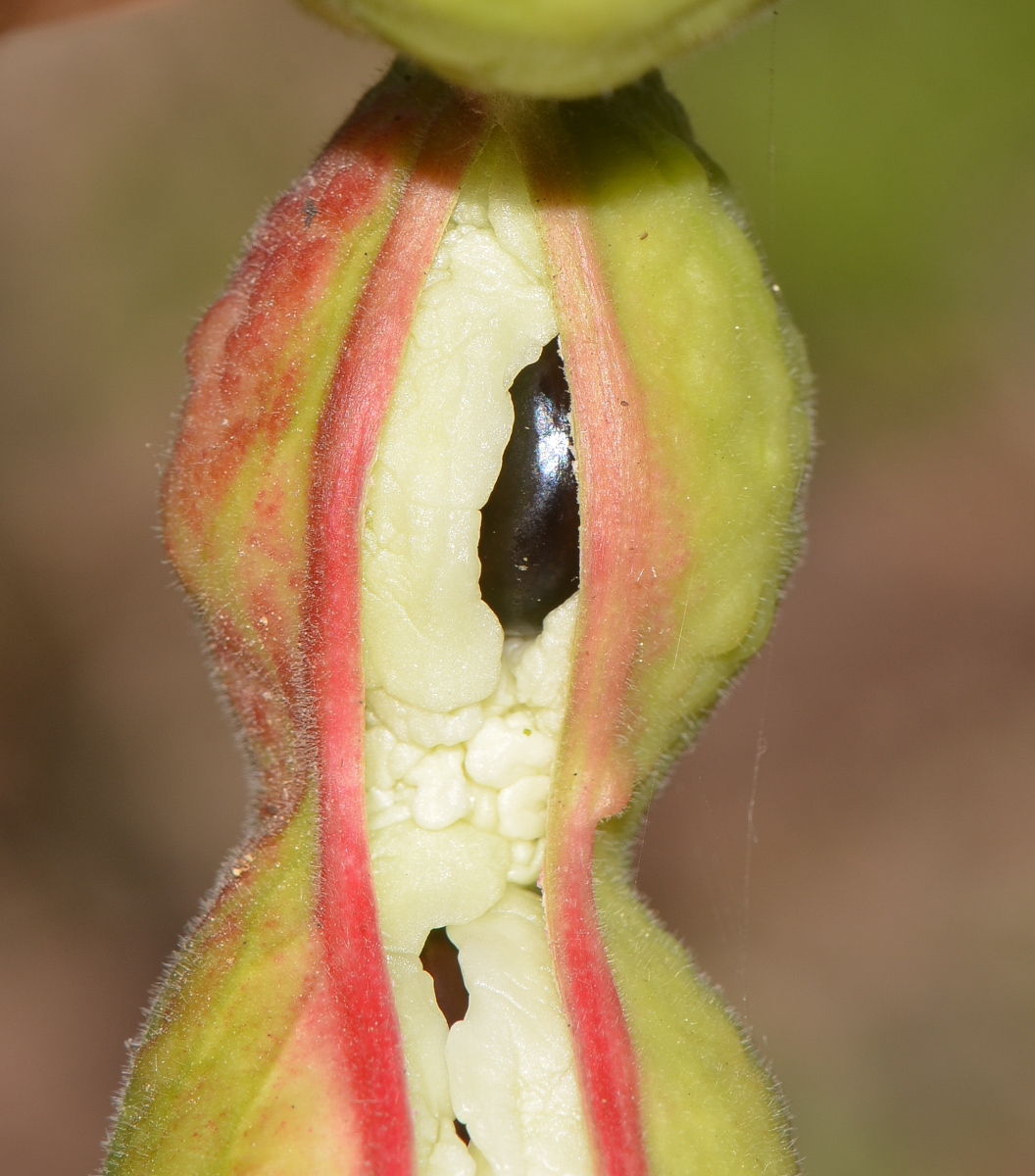 Image of Pithecellobium dulce specimen.
