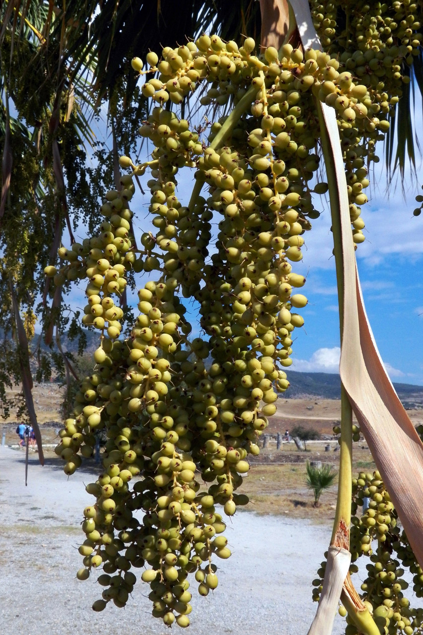 Image of genus Washingtonia specimen.