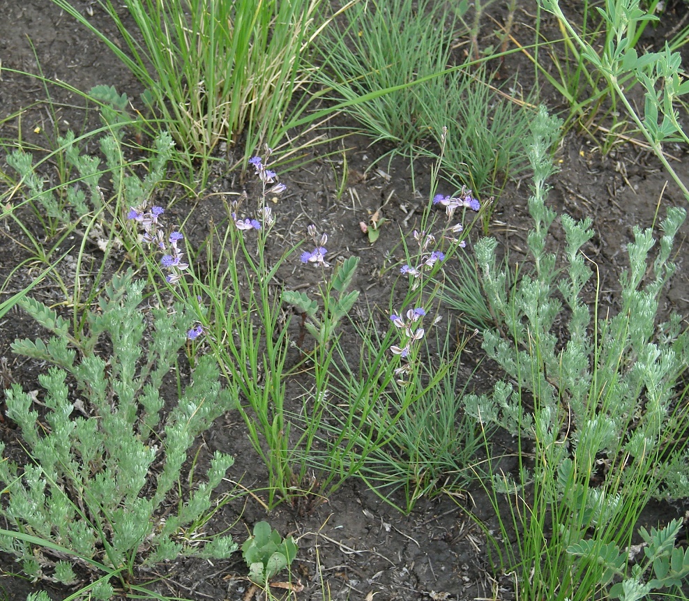 Image of Polygala tenuifolia specimen.