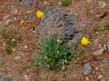 Papaver rubro-aurantiacum