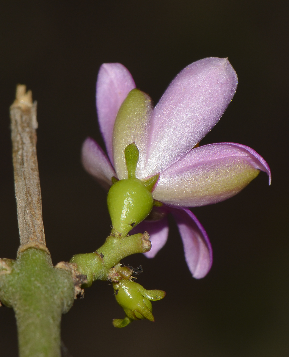 Image of genus Pereskia specimen.