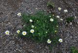 Tripleurospermum caucasicum