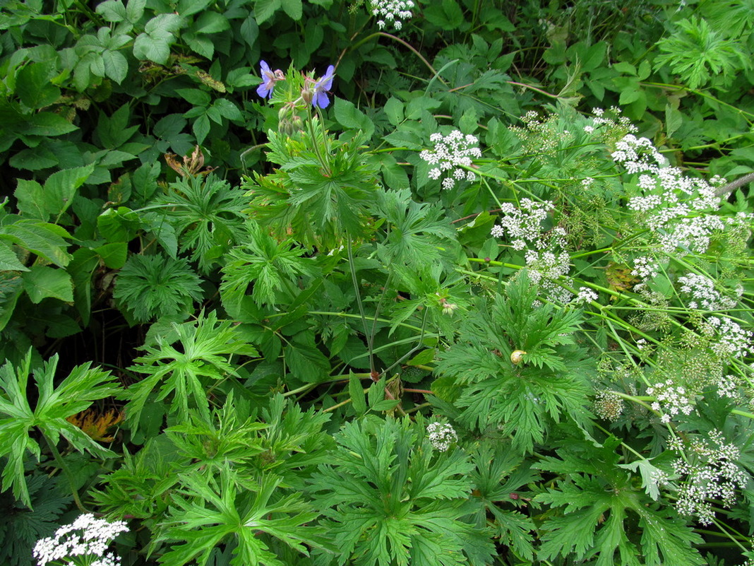 Image of Geranium pratense specimen.