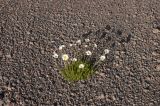 Anthemis iberica