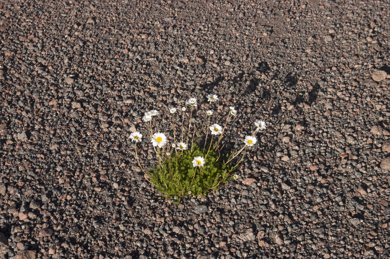 Image of Anthemis iberica specimen.