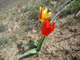 Tulipa kaufmanniana