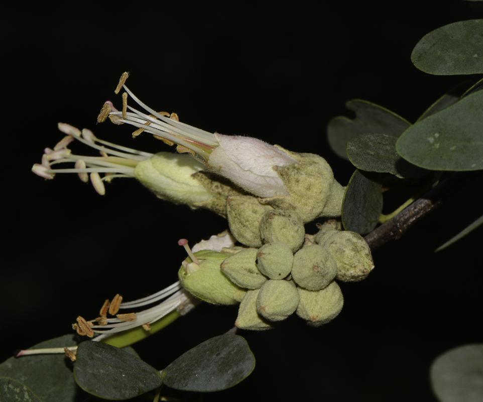 Image of Lysiphyllum gilvum specimen.