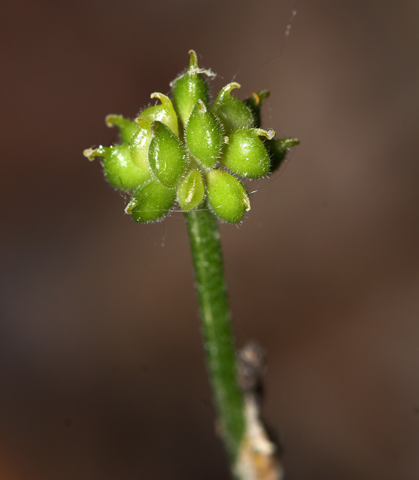 Image of Ranunculus franchetii specimen.