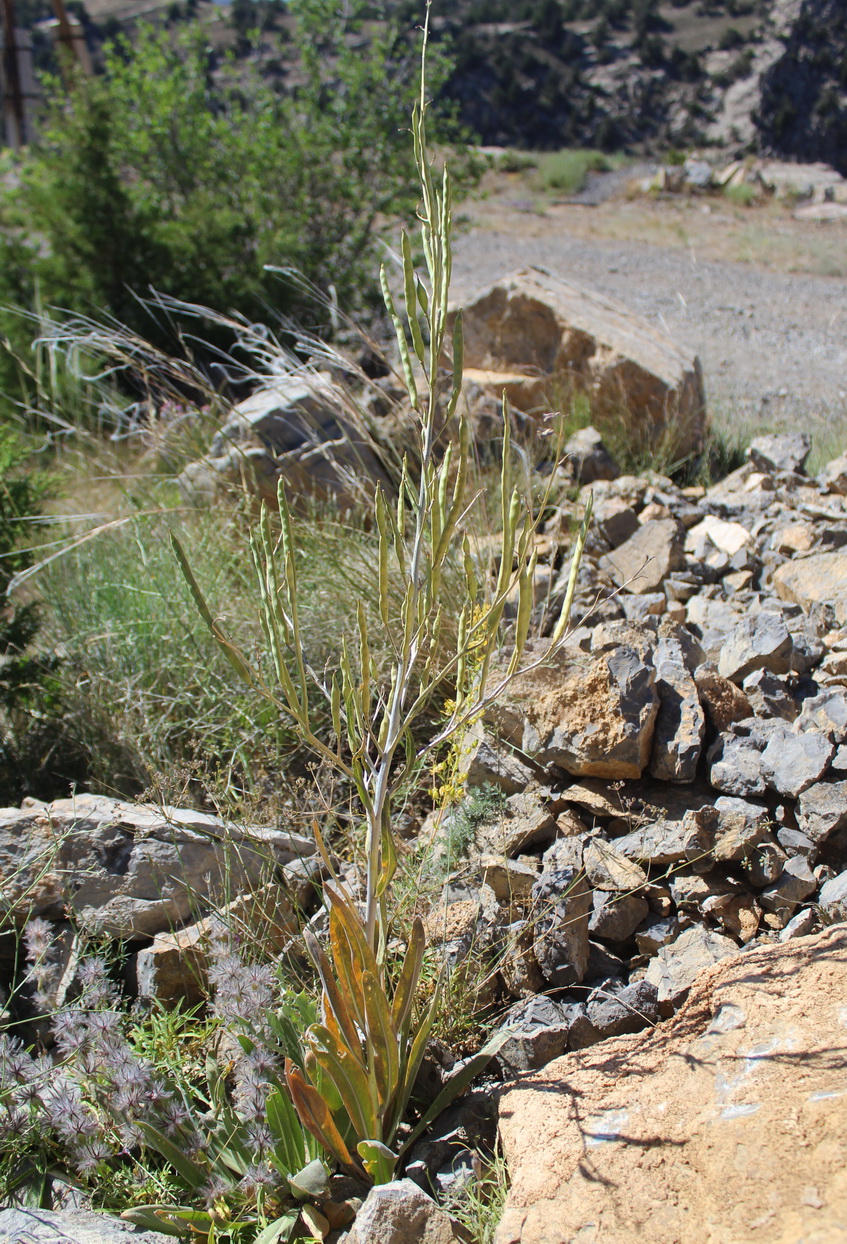 Image of Matthiola alyssifolia specimen.