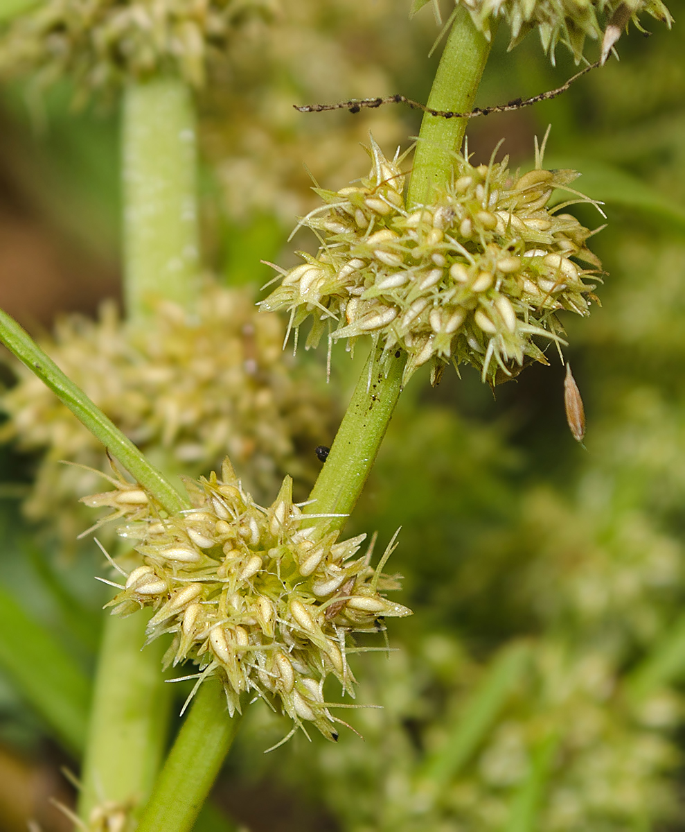 Image of Rumex rossicus specimen.