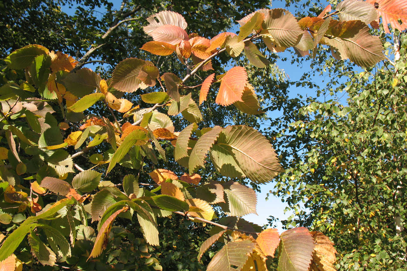 Image of Ulmus laevis specimen.