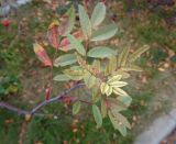 Rosa glauca