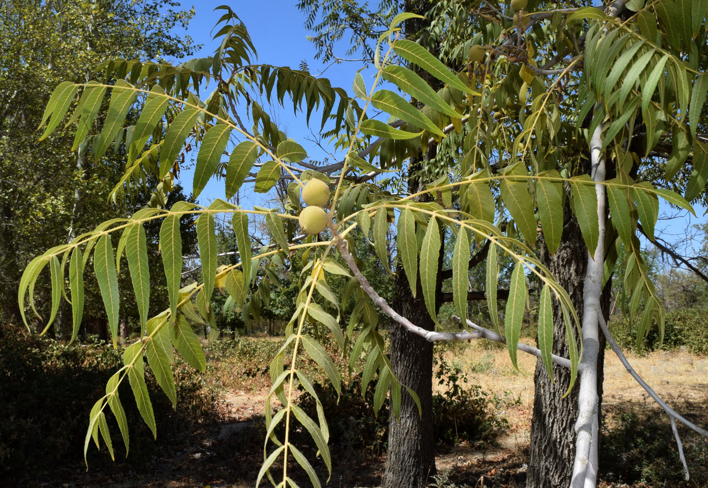 Image of Juglans microcarpa specimen.