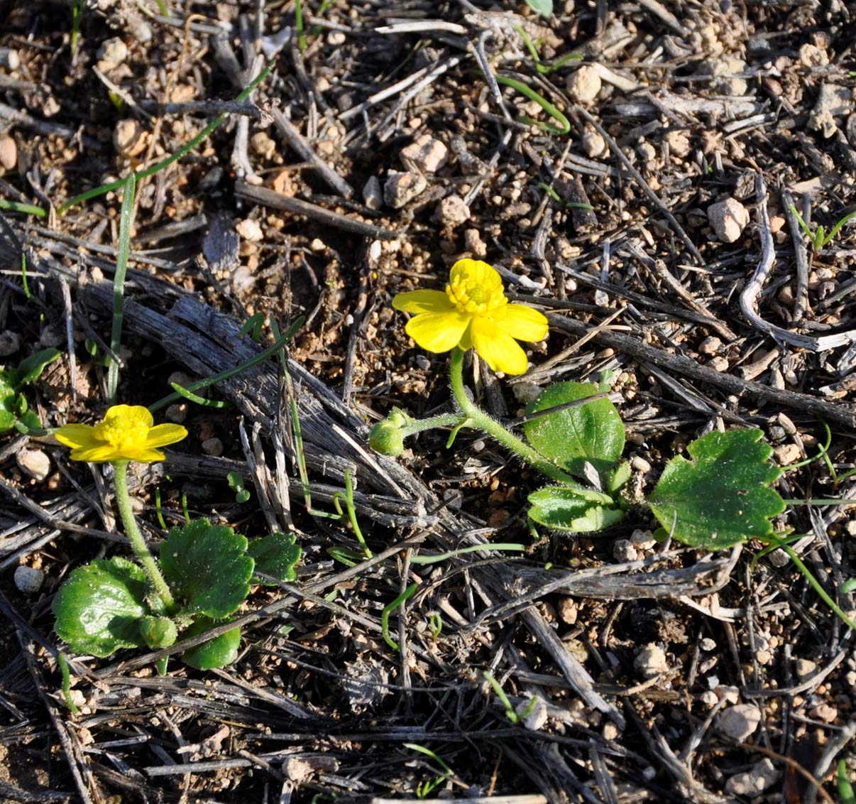 Image of Ranunculus bullatus ssp. cytheraeus specimen.