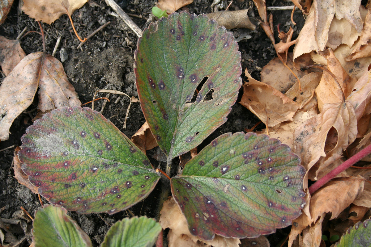 Image of Fragaria &times; ananassa specimen.