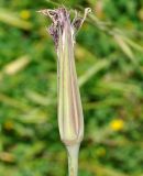 Tragopogon porrifolius ssp. longirostris
