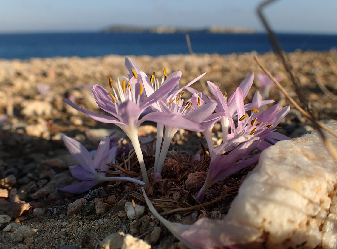 Изображение особи род Colchicum.