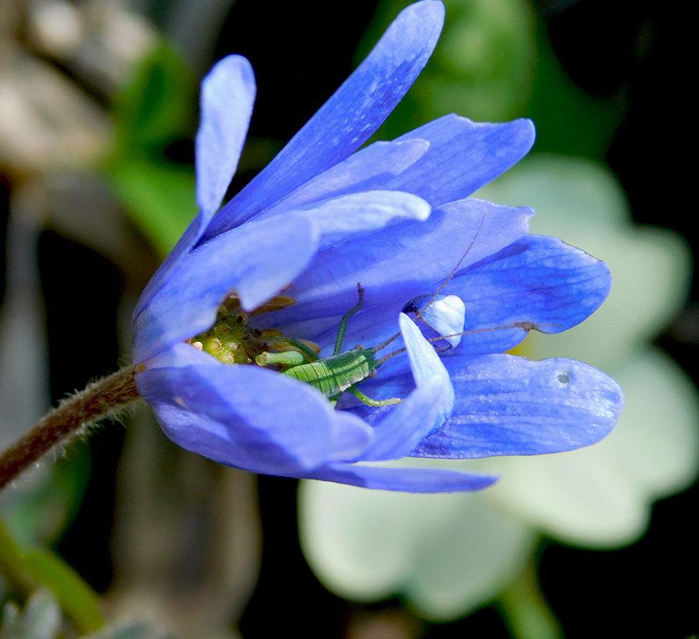 Image of Anemone banketovii specimen.