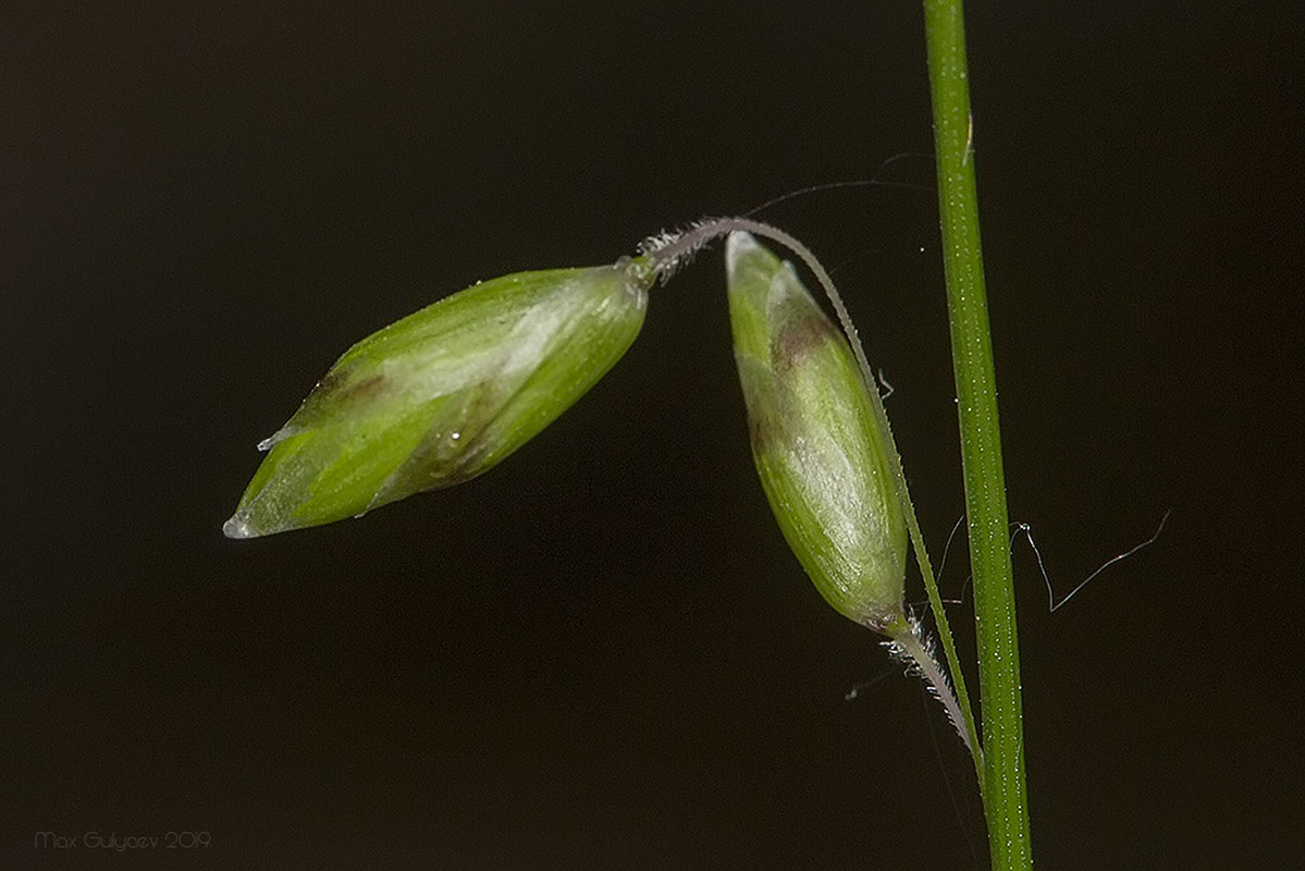 Image of Melica picta specimen.