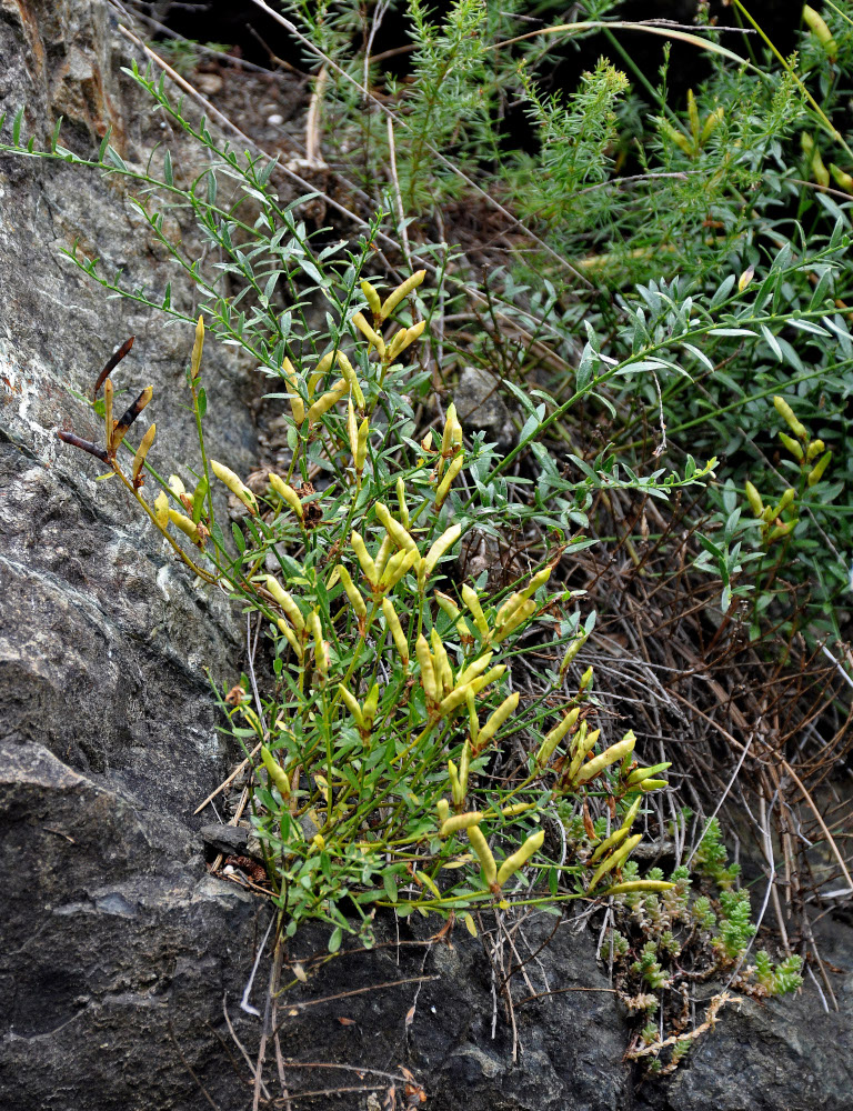 Image of genus Genista specimen.