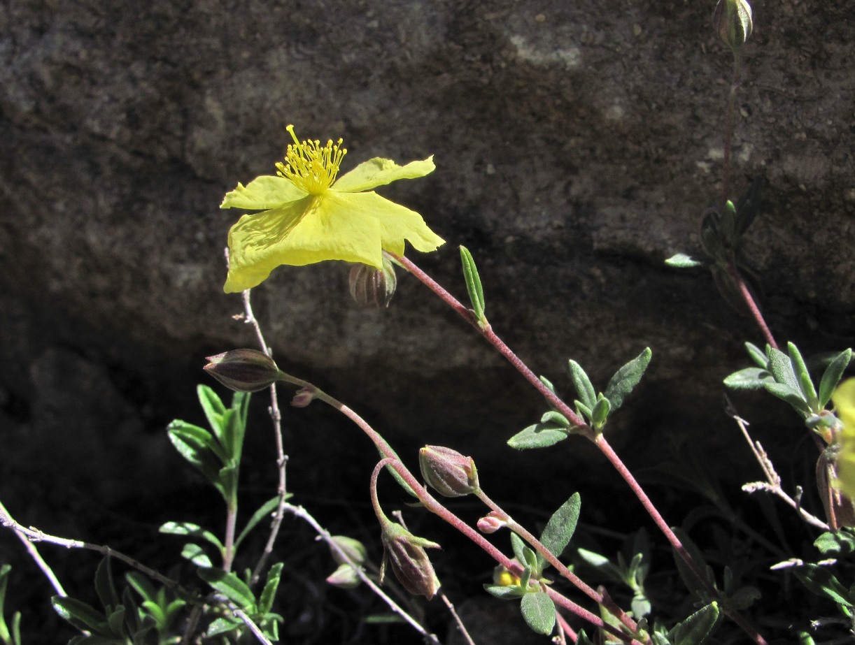 Image of Helianthemum dagestanicum specimen.