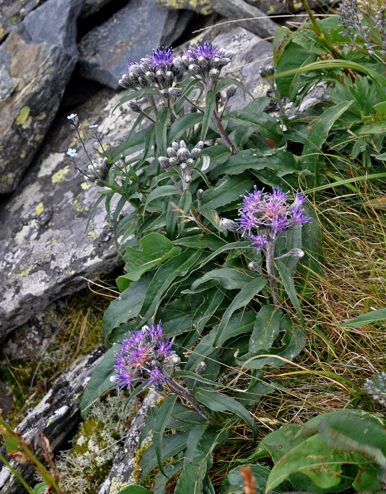 Изображение особи Saussurea igoschinae.