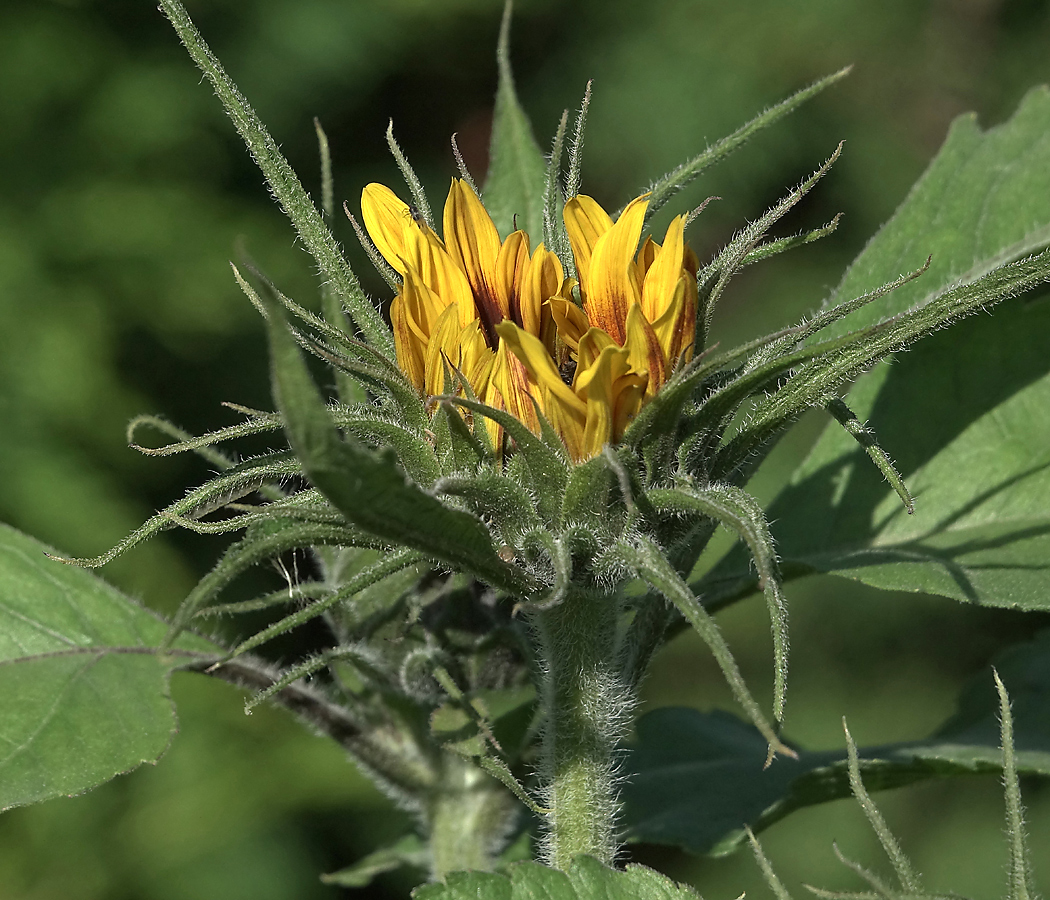 Изображение особи Helianthus annuus.